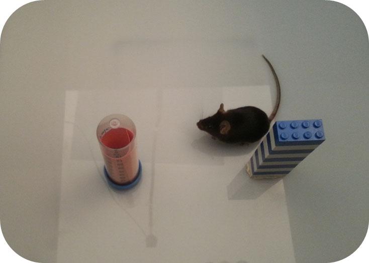 Learning / Memory tests